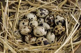 Coturnix hatching eggs