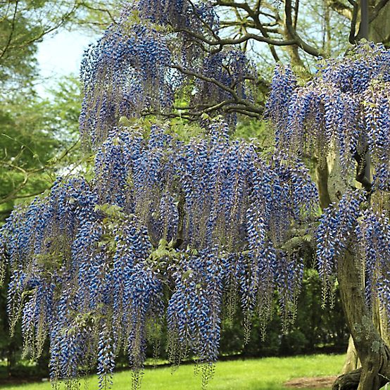 Whisteria vine