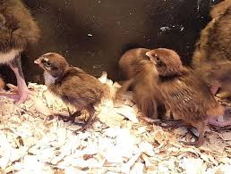 Tennessee Red Bob White chicks