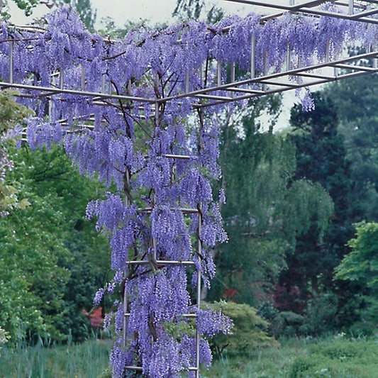 Whisteria vine