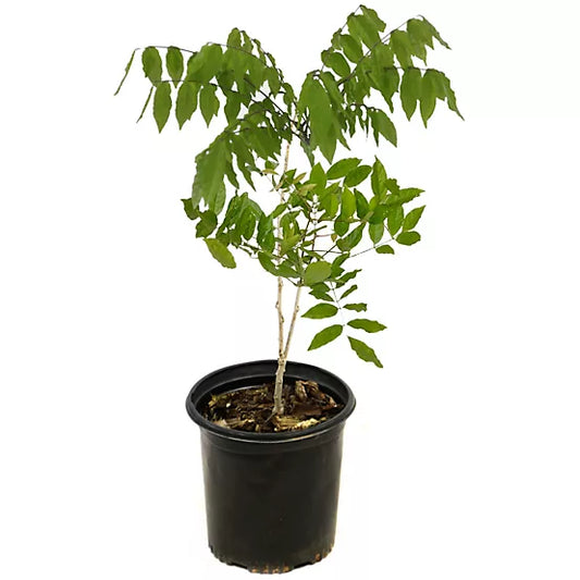 Whisteria vine