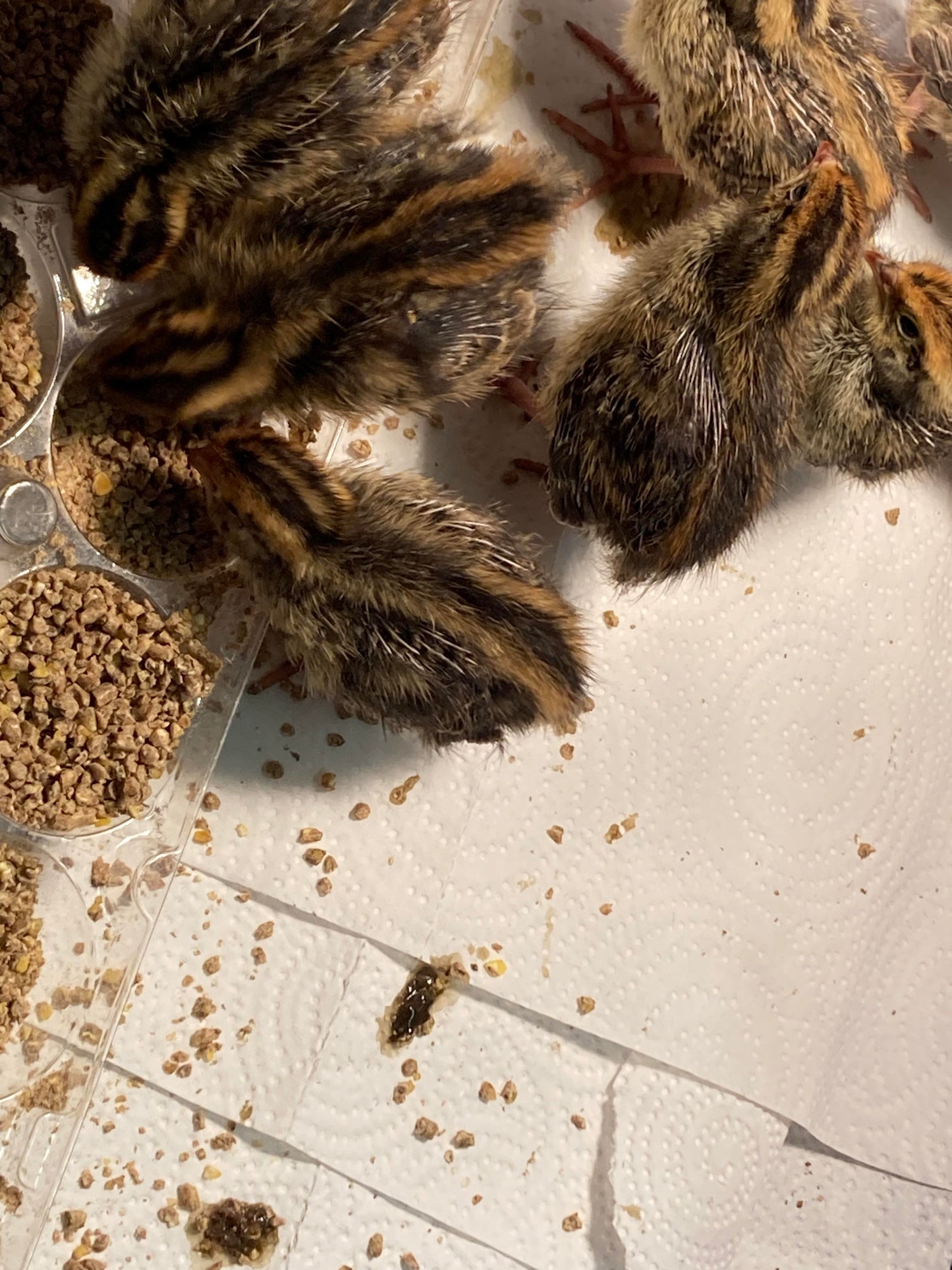Coturnix Chicks