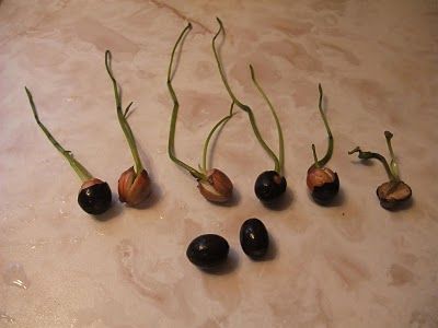 Lotus sprouts